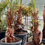 Mexická palma (Washingtonia robusta) – výška 200-250 cm, kont. C70L (-4°C) 
